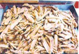港廚美食